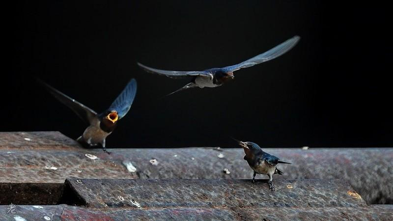 1740813770178.jpg 33.jpg